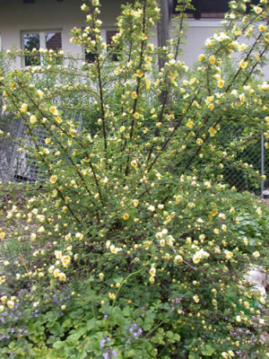 Chin._Goldrose_HR_26154.jpg