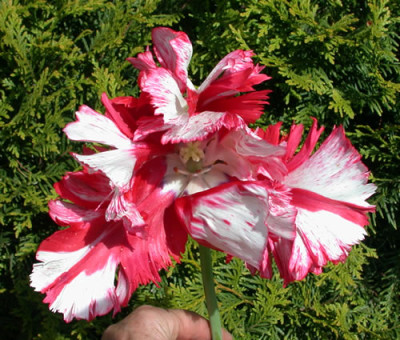 Estella_Rijnfeld_K_26248.jpg