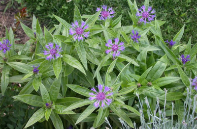 Berg-Flockenblume_K_26265.jpg