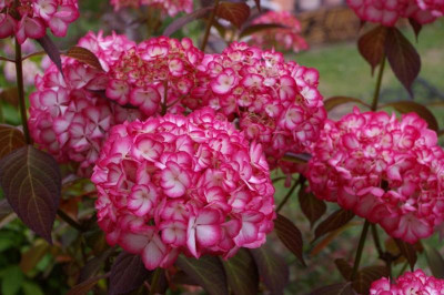K800_093.JPG
