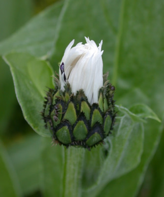 Berg-Flockenblume_alba_S1_26195.jpg
