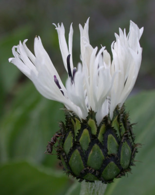 Berg-Flockenblume_alba_S1_26196_mit_Gast.jpg