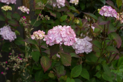 K800_076.JPG