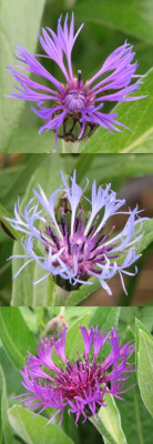 centaurea_variationen.jpg