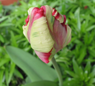 TULP_XI_.jpg