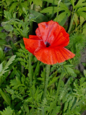 papaver_rhoeas_hybride_rot.jpg