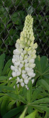 lupinus_polyphyllus_white.jpg