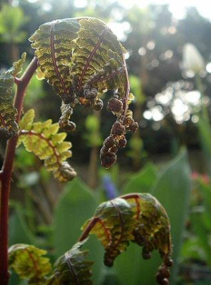Athyrium_vidalii.jpg