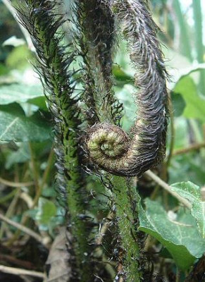 Dryopteris_atrata.jpg