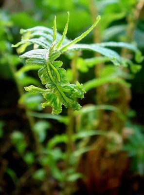Dryopteris_Grandiceps.jpg
