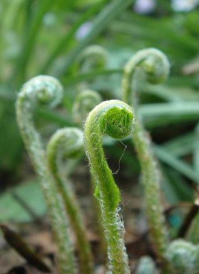 Asplenium.jpg