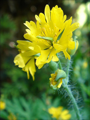Chelidonium_majus_var._laciniata.jpg