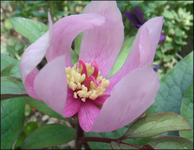 Paeonia_camessedesii.jpg