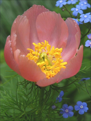 P.tenuifolia_rosea.jpg