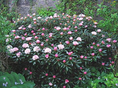 Rhododendron_yakushimanum_Koichiro_Wada_2006.jpg