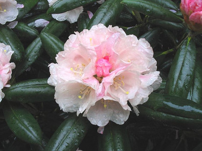 Rhododendron_yakushimanum_Koichiro_Wada_Bluetenstutz.jpg