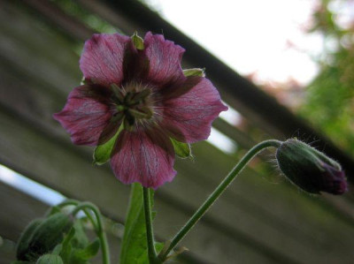 Geranium_phaeum_Rose_Madder_011.jpg