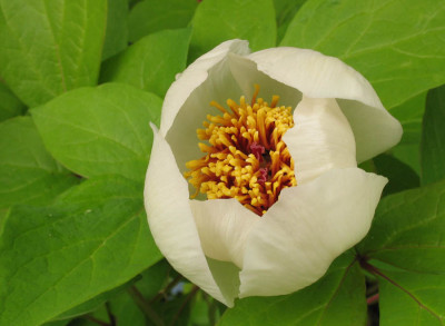 P._obovata_willmottiae_f.jpg