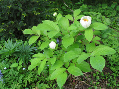 P._obovata_willmottiae_ganz_f.jpg