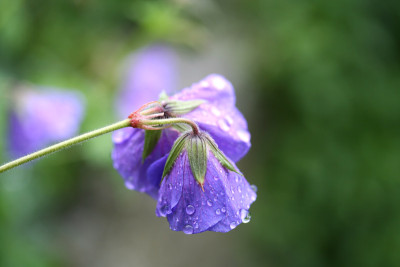 Tropfen-an-Storchschnabel.jpg