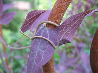 IMG_0899.JPG
