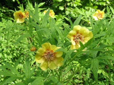 P._delavayi_var._lutea.jpg