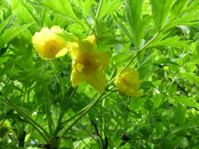 p._ludlowii_027.jpg