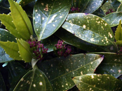 aucuba_japonica.jpg