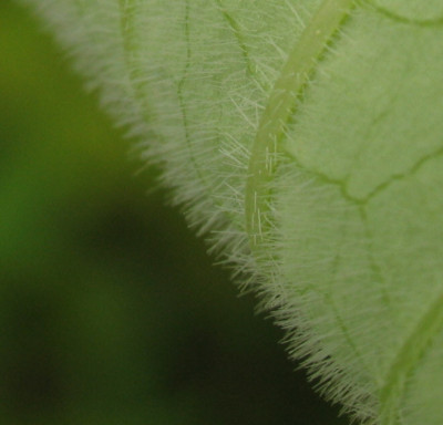 P._obovata_willmottiae_Blattunterseite.jpg