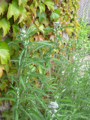 achillea_fillipendula_m.jpg