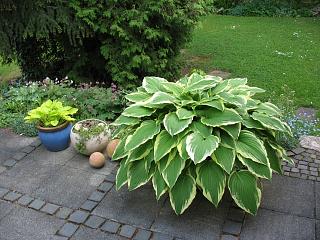 IMG_0990.JPG