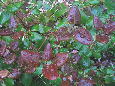 Rhododendron_williamsianum_2006.jpg