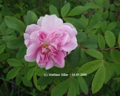 rosa_rugotida.jpg