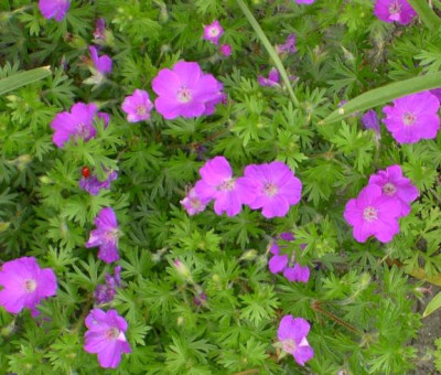 geranium_sanguineum.jpg