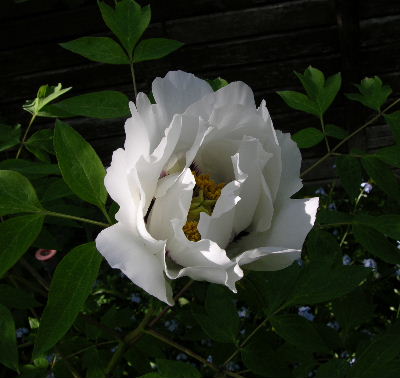 p.rockii_weiss.JPG