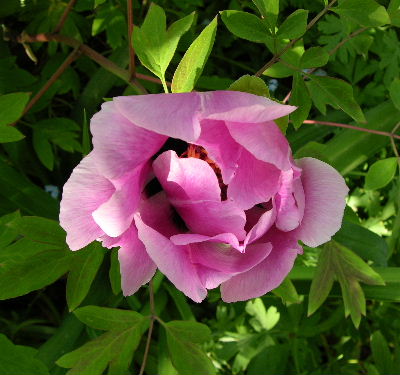 p.rockii_rosa.JPG