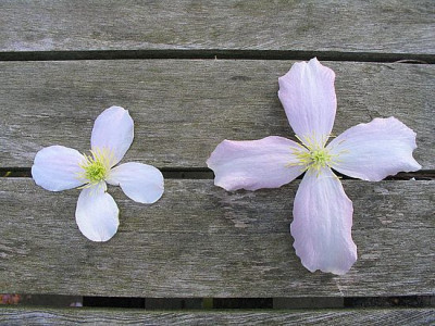 unbekannte_Clematis_fars.jpg