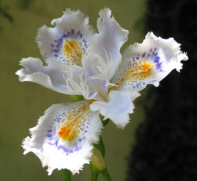 IRIS_XII.jpg