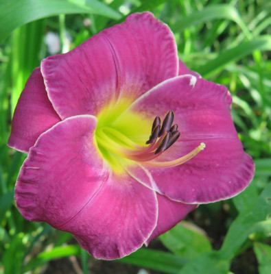 New Lavender Triumph.jpg