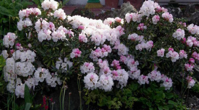 Rhododendron_yakushimanum_Koichiro_Wada__2006-05-17.JPG