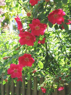 Rosa_moyesii.jpg