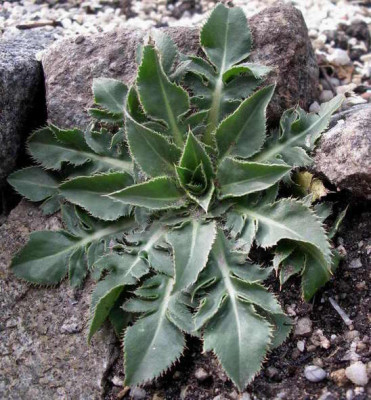 Carduncellus_rhaponticoides_2006-05-17.JPG