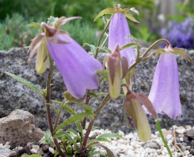 Symphyandra_ossetica_2006-05-17.JPG