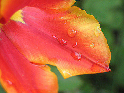 Tulpe_tropfen.jpg
