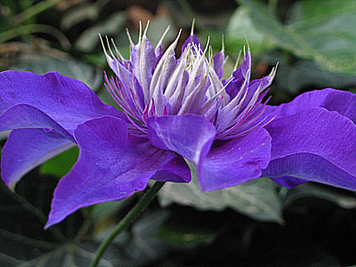 MultiBlue1b.jpg