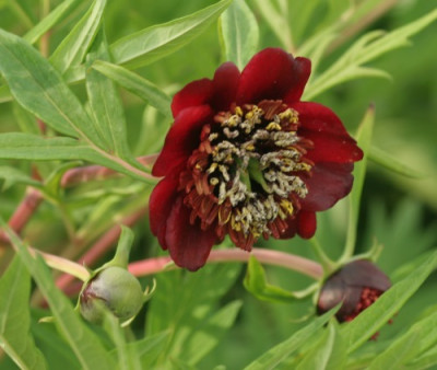 paeonia_delavayi_3309.jpg