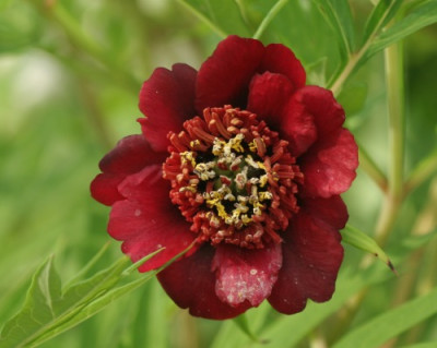 paeonia_delavayi_3310.jpg