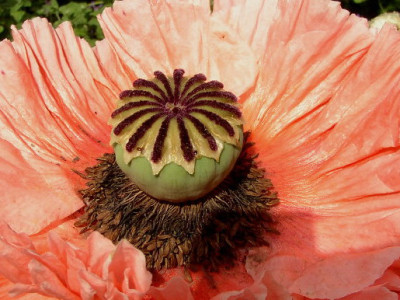Mohn100.jpg
