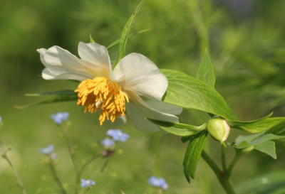 paeonia_emodii_3315.jpg