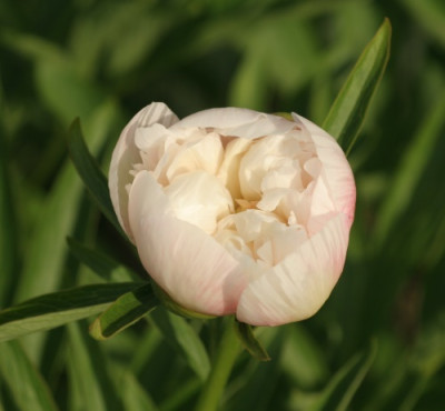 paeonia_officinalis_alba_3320.jpg